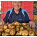 NEW SEASONS GENUINE  AGRIA POTATOES  5 KG Bag Pukekohe Grown